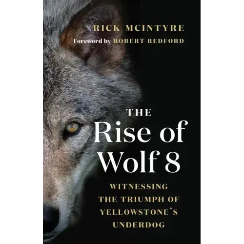 The Rise of Wolf 8: Witnessing the Triumph of Yellowstone's Underdog