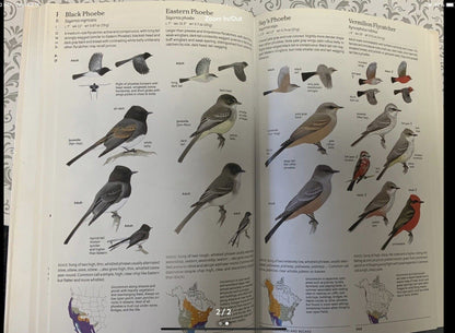 The Sibley Guide to Birds, 2nd Edition, Softcover by David Allen Sibley