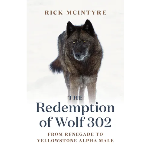 The Redemption of Wolf 302: From Renegade to Yellowstone Alpha Male
