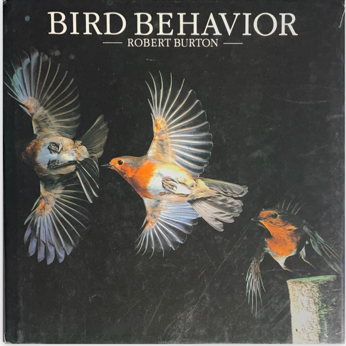 Bird Behavior by Robert Burton